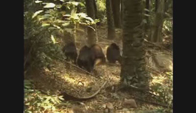 image of Intergroup Relations in Chimpanzees: Supplemental Video 1