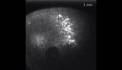 image of Cytoplasmic Streaming in the Drosophila Oocyte: Video 4