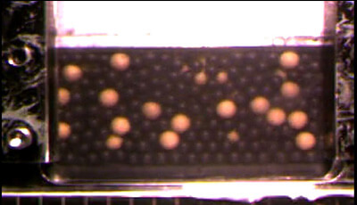 image of Particle Segregation in Dense Granular Flows: Supplemental Video 2