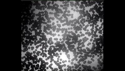 image of Hydrodynamic Interactions Among Bubbles, Drops, and Particles in Non-Newtonian Liquids: Supplemental Video 1