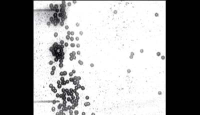 image of Hydrodynamic Interactions Among Bubbles, Drops, and Particles in Non-Newtonian Liquids: Supplemental Video 3
